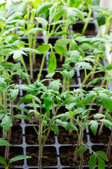 Seedlings of tomatoes and cucumbers grown at home.