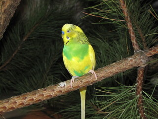 The budgie. The bird is yellow and green. A pet. Little friend