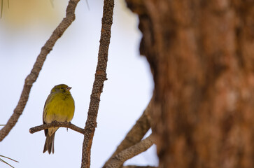 Male Atlantic canary Serinus canaria. Las Lajas. Vilaflor. Corona Forestal Natural Park. Tenerife. Canary Islands. Spain.