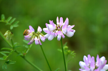 Fototapeta premium In nature, Securigera varia grows in herbs