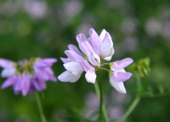 In nature, Securigera varia grows in herbs