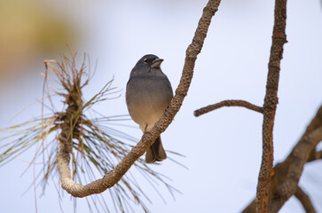 Tenerife blue chaffinch Fringilla teydea. Male. Las Lajas. Vilaflor. Corona Forestal Natural Park. Tenerife. Canary Islands. Spain.