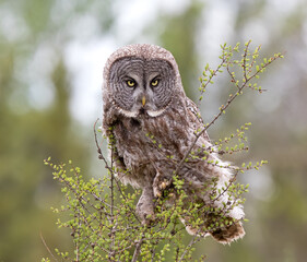 Great Gray Owl looking for movement.