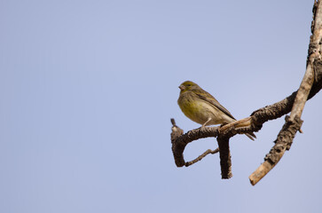 Female Atlantic canary Serinus canaria. Las Lajas. Vilaflor. Corona Forestal Natural Park. Tenerife. Canary Islands. Spain.