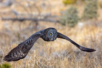 Great Gray Owl flying low.