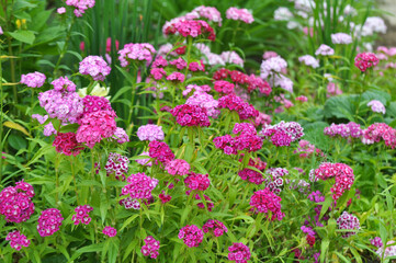 Obraz premium Carnation blooms on the flowerbed