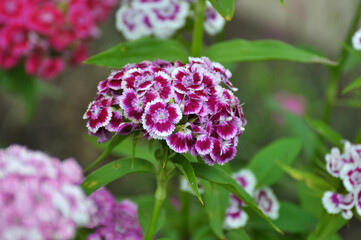 Carnation blooms on the flowerbed