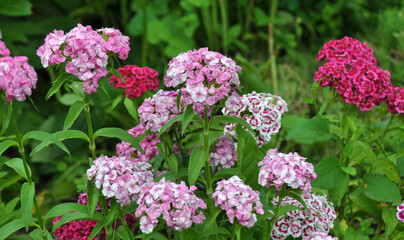 Fototapeta na wymiar Carnation blooms on the flowerbed