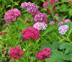 Carnation blooms on the flowerbed
