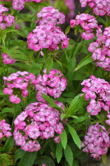 Carnation blooms on the flowerbed