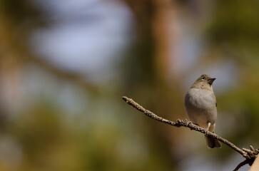 Fototapeta premium Tenerife blue chaffinch Fringilla teydea. Female. Las Lajas. Vilaflor. Corona Forestal Natural Park. Tenerife. Canary Islands. Spain.