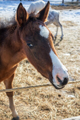 A small curious red foal of the Trakenin breed in the arena in winter.