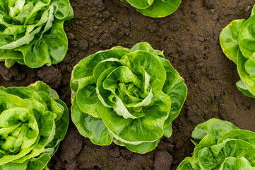 Organic lettuce in a greenhouse