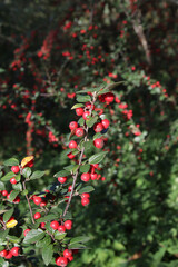 The fruits of the cotoneaster are brush-colored.