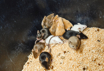 Colored mice on sawdust in a cage. Breeding mice.