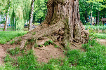 Ancient big root in the park. Wide trunk of a large tree, intertwined roots. Green bright grass near the old tree.