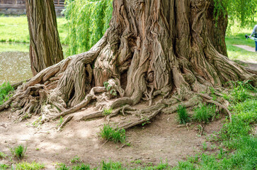 Fototapeta na wymiar The root of the giant tree. Mystical photo.