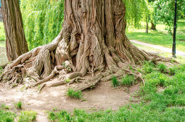View of the ancient big root in the park. Wide trunk of a large tree, intertwined roots.