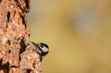 Great spotted woodpecker Dendrocopos major canariensis. Female. Las Lajas. Vilaflor. Corona Forestal Natural Park. Tenerife. Canary Islands. Spain.