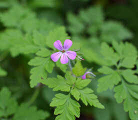 Geranium (Geranium robertianum) grows in nature