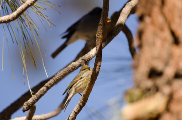 Female Atlantic canary Serinus canaria and Tenerife blue chaffinch in the background. Las Lajas. Vilaflor. Tenerife. Canary Islands. Spain.