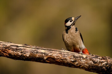 Great spotted woodpecker Dendrocopos major canariensis. Male. Las Lajas. Vilaflor. Corona Forestal Natural Park. Tenerife. Canary Islands. Spain.