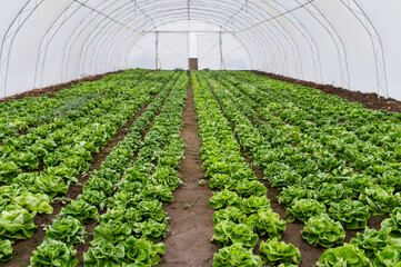 Rows of lettuce seedlings in a greenhouse