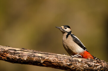 Great spotted woodpecker Dendrocopos major canariensis. Male. Las Lajas. Vilaflor. Corona Forestal Natural Park. Tenerife. Canary Islands. Spain.