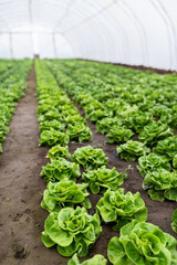 Rows of lettuce seedlings in a greenhouse
