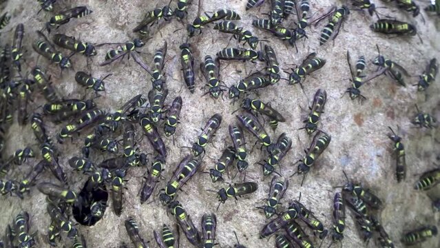 Potter Wasps black and yellow moving in and out of a hive Eumeninae eumeninos Footage 4k Nest