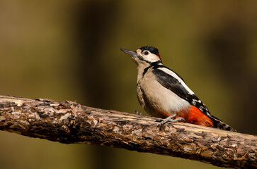 Great spotted woodpecker Dendrocopos major canariensis. Male. Las Lajas. Vilaflor. Corona Forestal Natural Park. Tenerife. Canary Islands. Spain.