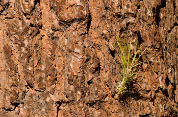 Sprout of Canary Island pine Pinus canariensis. Las Lajas. Vilaflor. Corona Forestal Natural Park. Tenerife. Canary Islands. Spain.