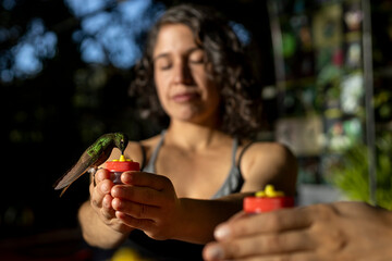 Latin American woman (38) holds a hummingbird feeder in her hands as she feeds on food specially prepared for the bird. Selective focus on the hummingbird. Concept of interaction with nature © Amilciar