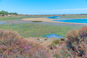 Wetlands of Ria Formosa national park at Portugal