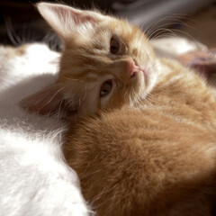 Cute adorable ginger baby kitten portrait shot