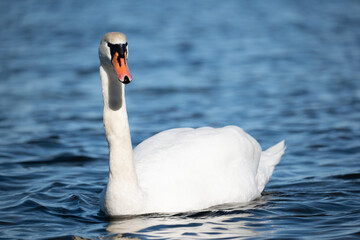 Fototapeta premium swan on the water