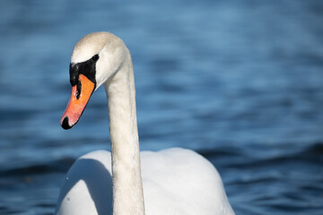 swan on the water