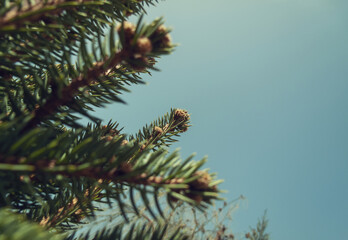 Christmas tree with sky of unique hues
