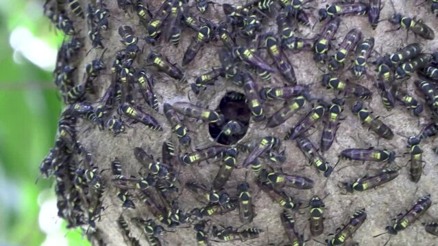 Nido de avispas alba&ntilde;iles tropicales en Panam&aacute; sacudidas por el viento.