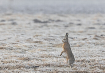 Portrait of the European Brown Hare, standing tall on back feet and scanning surroundings on the...