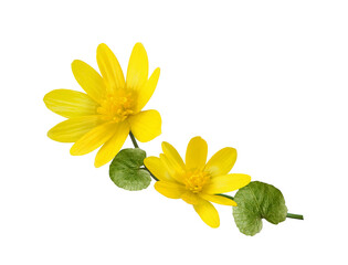 First spring yellow flower Lesser Celandine or Ficaria verna on twig with leaves isolated on white background. Floral designe element.