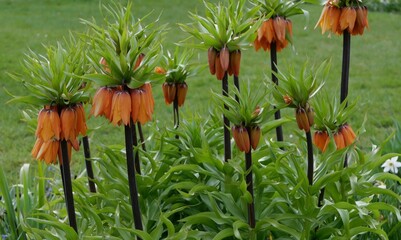Beautiful spring image of fritillary imperialis with soft blurred background