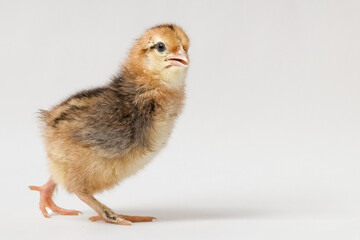 The chick walks forward and turns its head towards the camera.