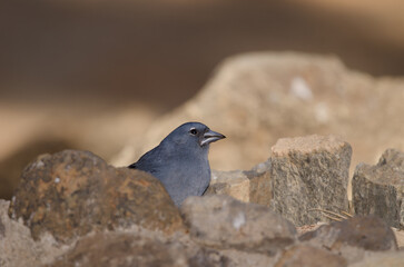 Tenerife blue chaffinch Fringilla teydea. Male drinking water. Las Lajas. Vilaflor. Corona Forestal Natural Park. Tenerife. Canary Islands. Spain.