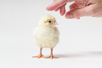 The human hand reaches for the chicken.