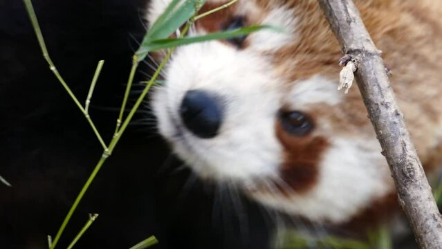 Red panda (Ailurus fulgens) eating bamboo, close-up