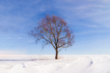 one beautiful spreading tree in the middle of a snowy field on a clear winter day
