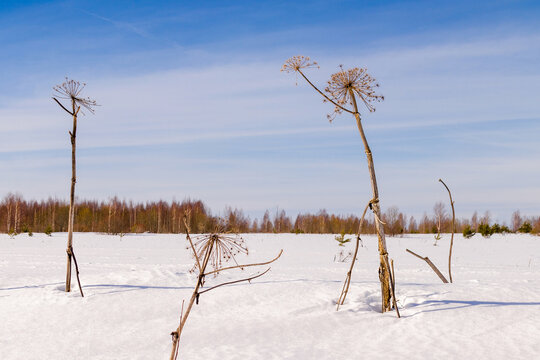 dry cow parsnip in the field in winter
