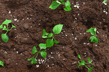 bell pepper seedlings are planted in a row in a garden bed, close-up