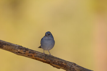 Tenerife blue chaffinch Fringilla teydea. Male. Las Lajas. Vilaflor. Corona Forestal Natural Park. Tenerife. Canary Islands. Spain.